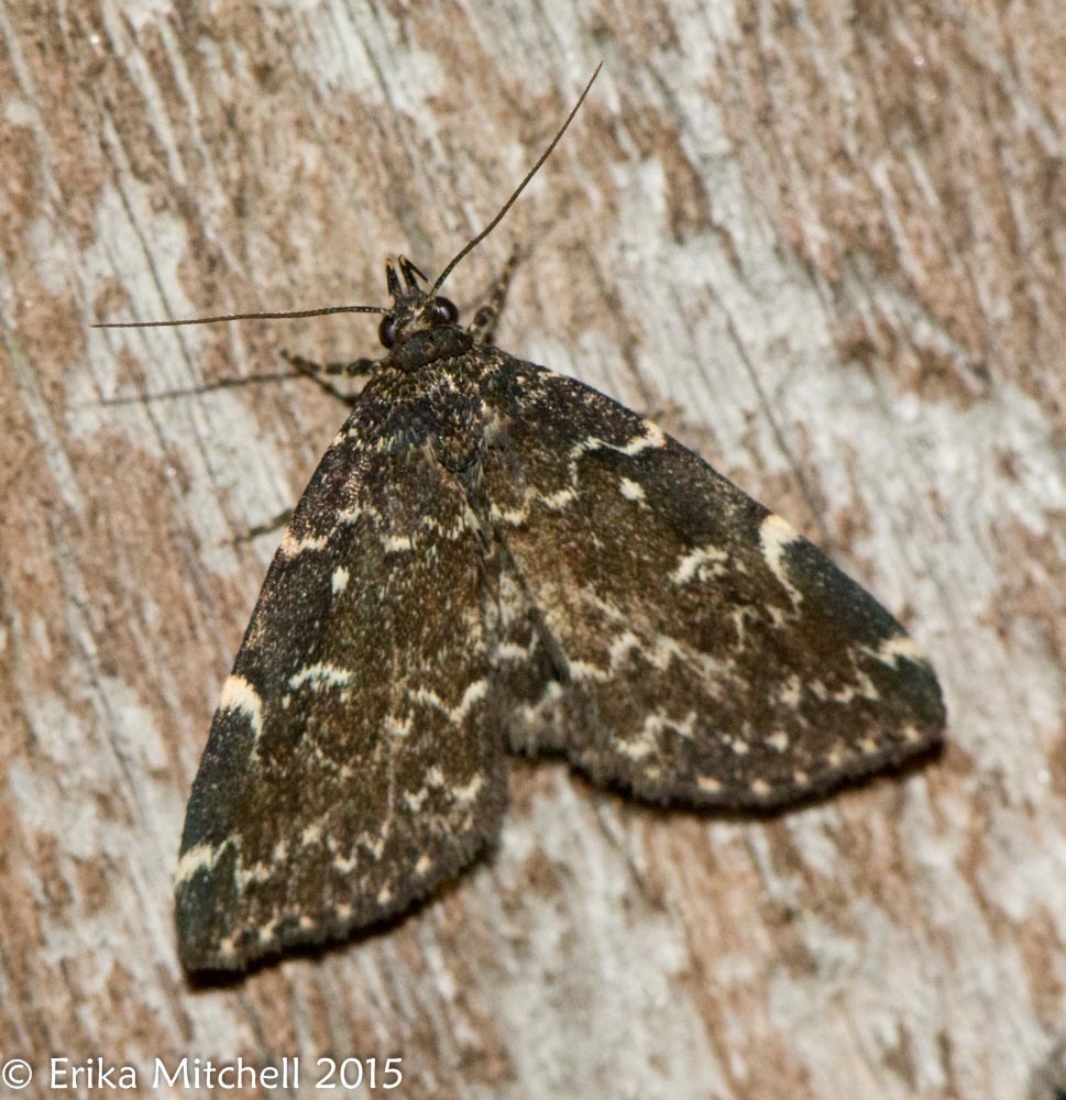 Smoky Idia Moth