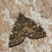 Smoky Idia Moth - Photo (c) Erika Mitchell, some rights reserved (CC BY-NC), uploaded by Erika Mitchell
