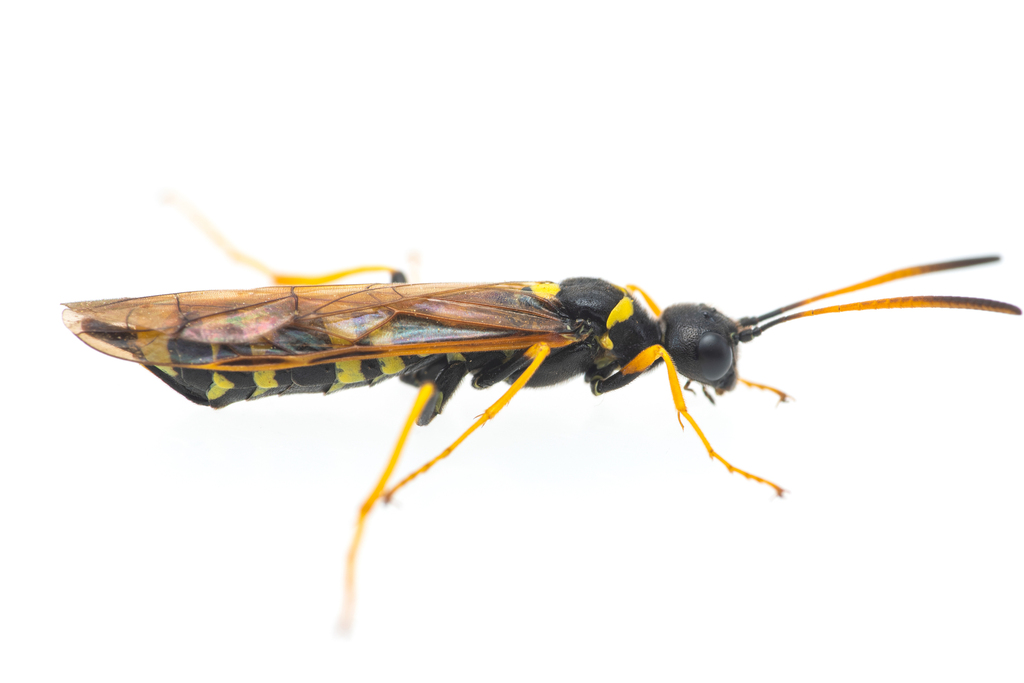 Trachelus flavicornis