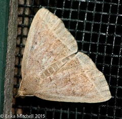 Zanclognatha jacchusalis