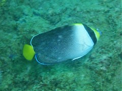 Chaetodontoplus mesoleucus