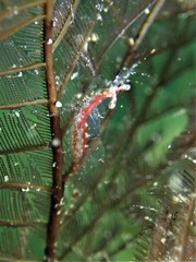 Manipontonia psamathe