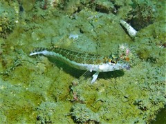 Parapercis xanthozona