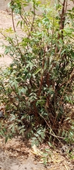 Azadirachta indica image