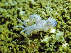 Phyllodesmium