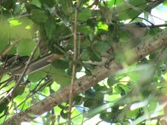 Microspingus cabanisi