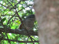 Microspingus cabanisi