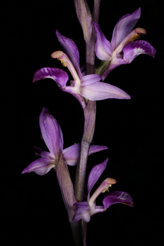 Limodorum
