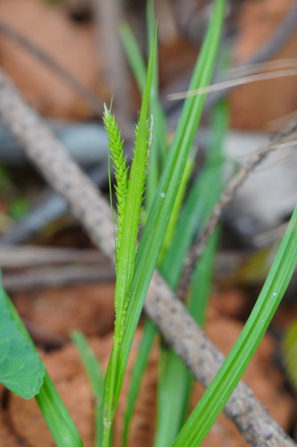 Carex ligulata iNat (1)