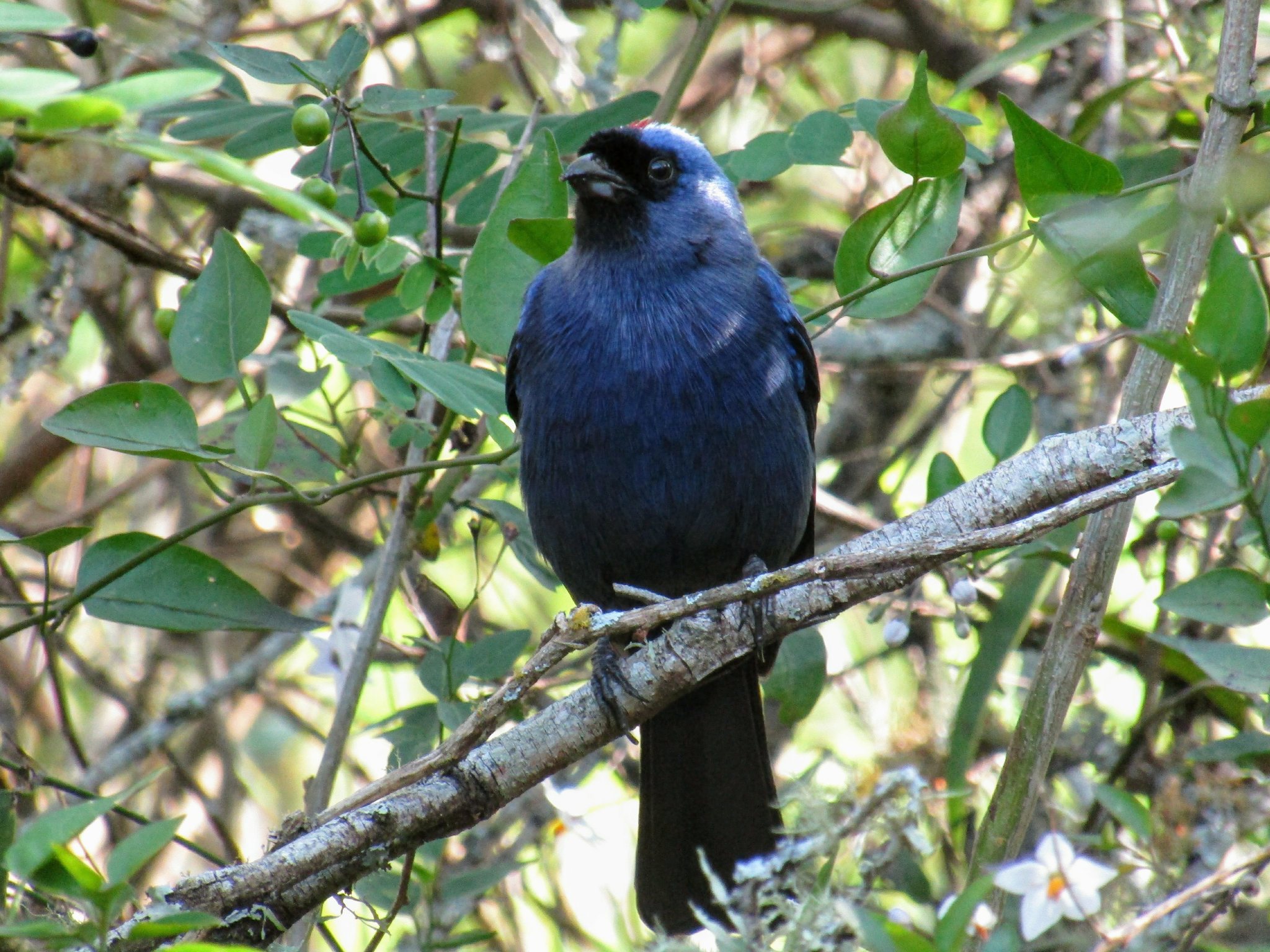 Diademed Tanager illustration