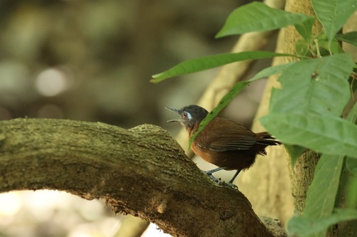 Chestnut-backed Antbird (Poliocrania exsul), photo 8