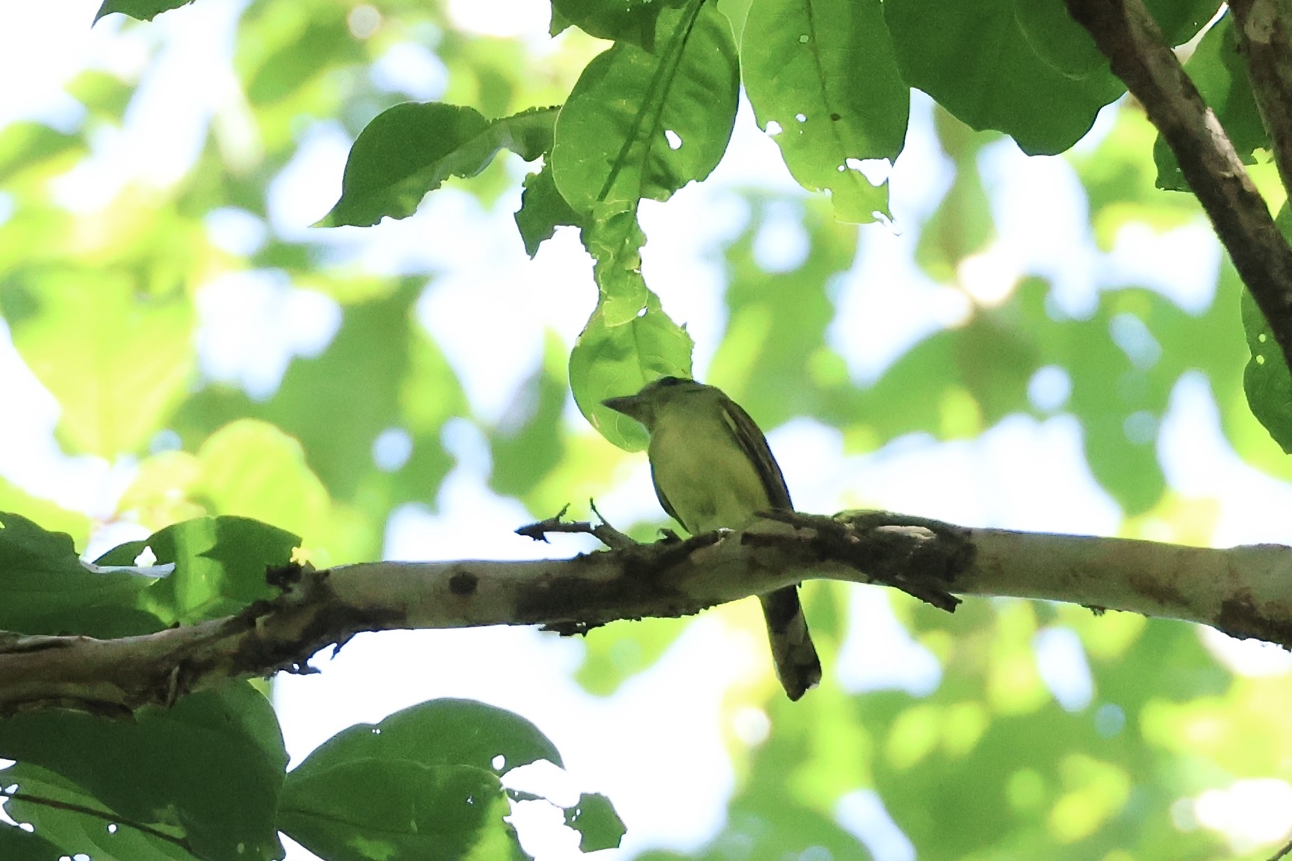 White-winged Becard (Pachyramphus polychopterus)