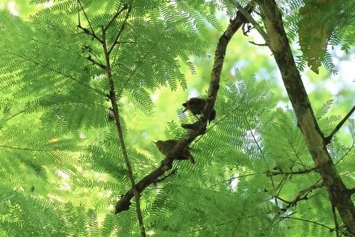Northern Plain Xenops (Xenops mexicanus), photo 9