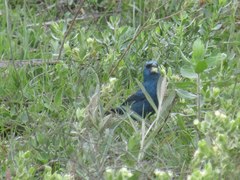 Cyanoloxia glaucocaerulea