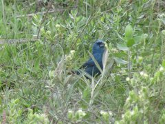 Cyanoloxia glaucocaerulea