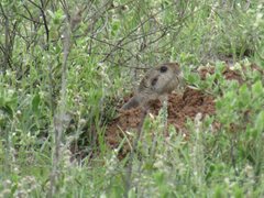Ctenomys