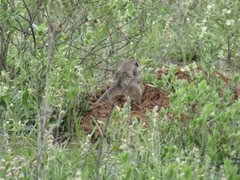 Ctenomys