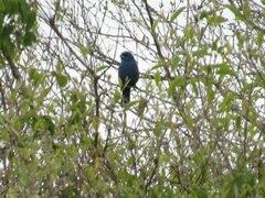 Cyanoloxia glaucocaerulea