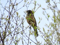 Cyanoloxia glaucocaerulea