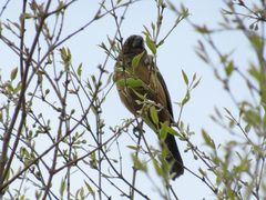 Cyanoloxia glaucocaerulea