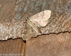 Anania coronata