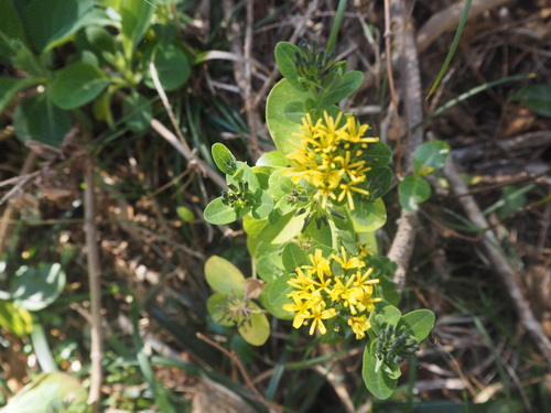 Crepidiastrum platyphyllum iNat (2)