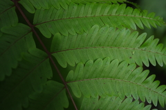 Pteris setulosocostulata