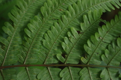 Pteris setulosocostulata