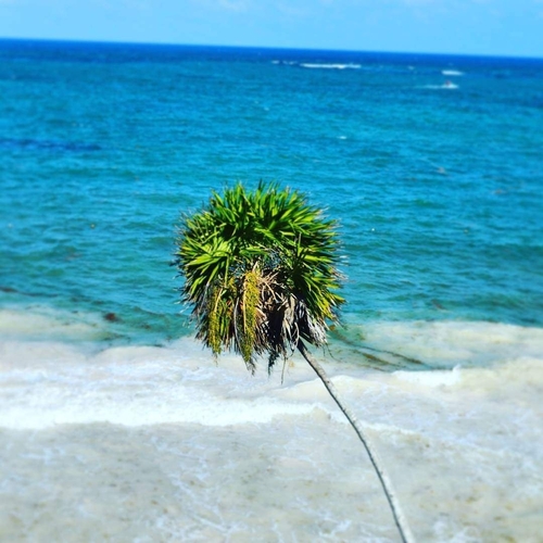 Florida thatch palm (Thrinax radiata)
