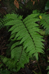Pteris setulosocostulata