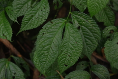 Elatostema rivulare