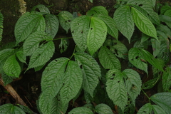 Elatostema rivulare