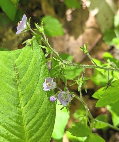 Fernleaf phacelia (Phacelia bipinnatifida)