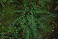 Asplenium gueinzianum