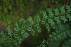 Asplenium gueinzianum
