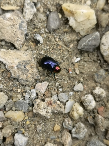 Platycorynus ignicollis