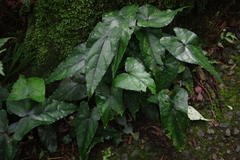 Asarum hypogynum