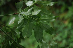 Beilschmiedia erythrophloia