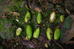 Beilschmiedia erythrophloia