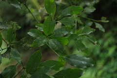 Beilschmiedia erythrophloia