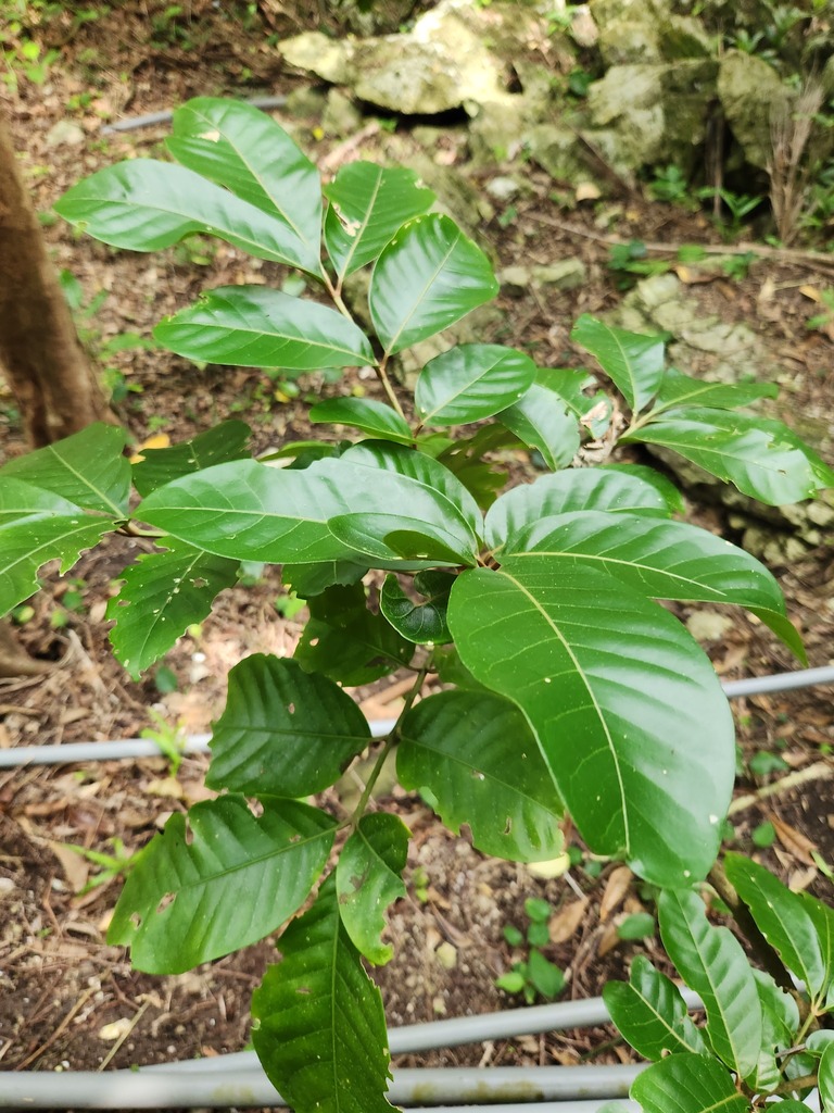 Aglaia rimosa in April 2023 by 胡正恆(Jackson Hu) · iNaturalist