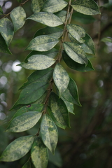 Ligustrum pricei