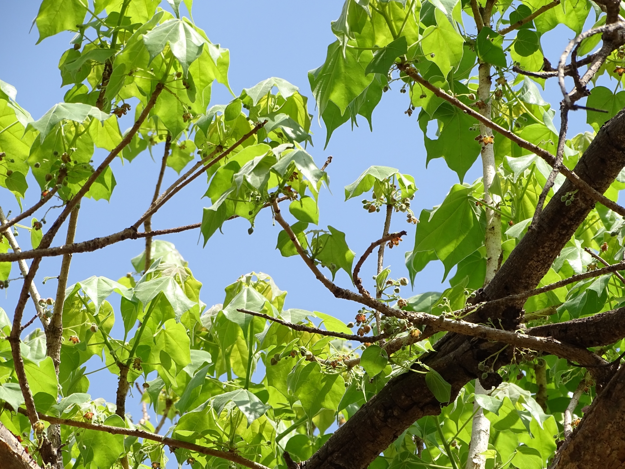 Sterculia setigera Delile 4