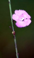 Agalinis aphylla