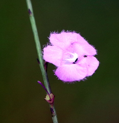 Agalinis aphylla