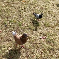 Columba livia domestica