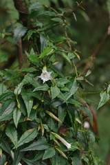 Tripterospermum luzonense