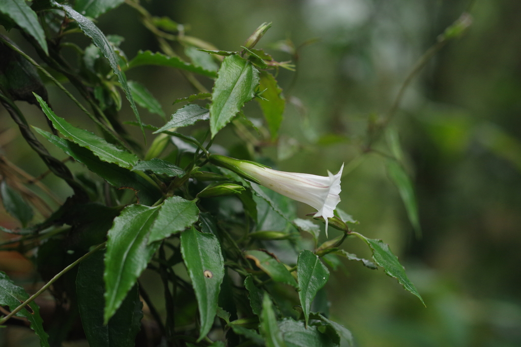 Tripterospermum luzonense