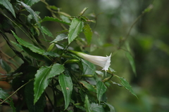 Tripterospermum luzonense