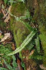 Asplenium normale